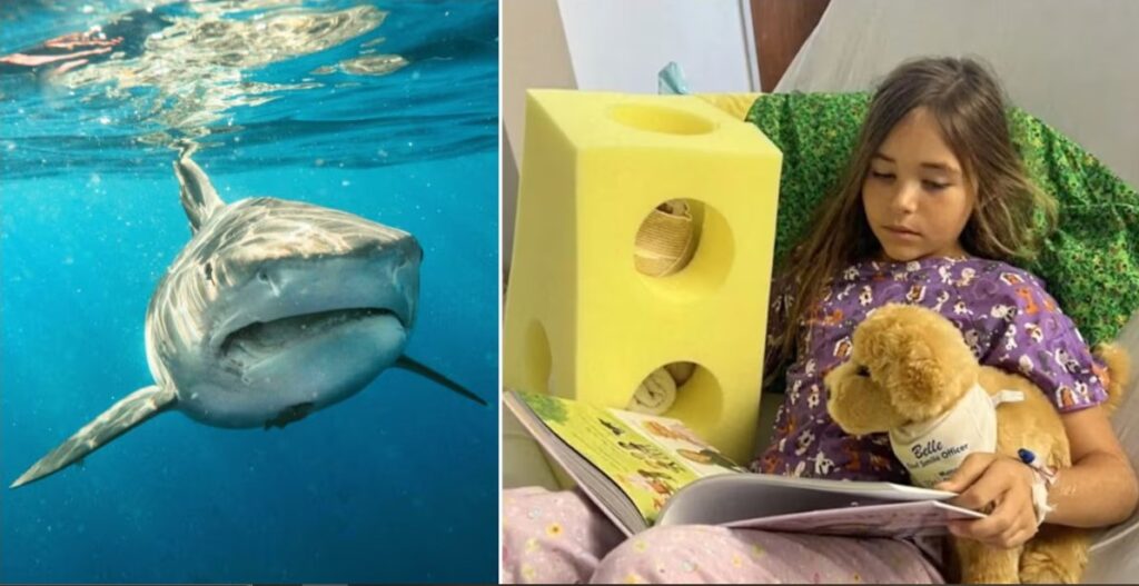 Terror en una playa de Florida: una nena de 9 años fue atacada por un tiburón mientras buceaba con su mamá