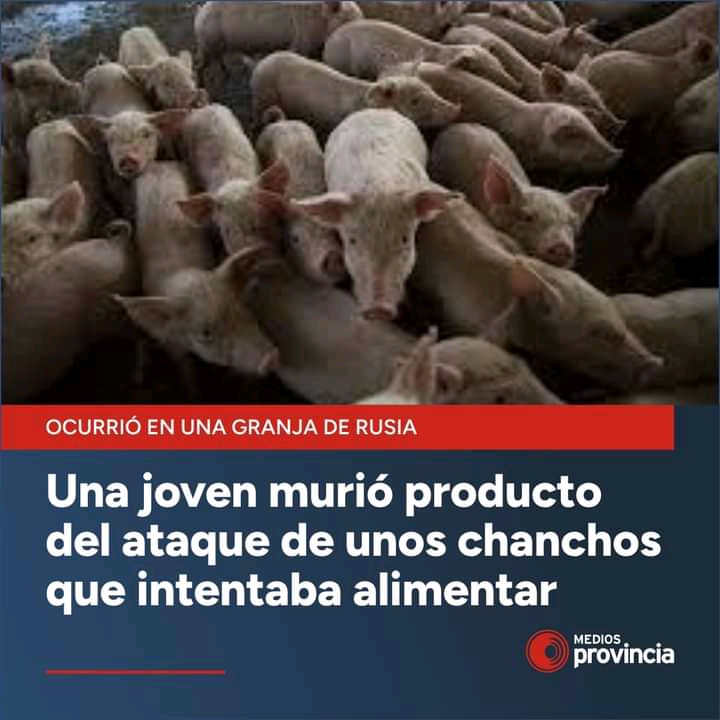 ATAQUE DE CHANCHOS